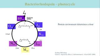 Intro 12 Bacteriorhodopsin [upl. by Warila]