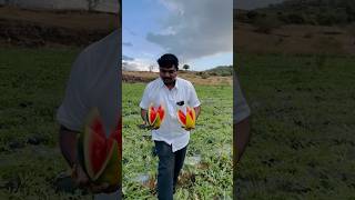 Watermelon Harvested 🍉👑💥 farming trending watermeloncultivation agriculture fruit farmer [upl. by Duong985]