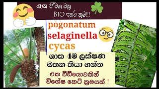 Biology  Life cycle of Cycas Nephrolepis pogonatum selaginella  plant Reproduction [upl. by Maren]