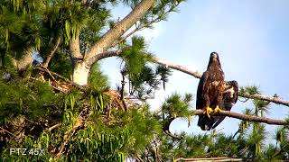 2024 Eaglet from Ann Arbor Nest ready to Fledge [upl. by Anirbak]