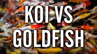 Koi vs Goldfish  Which to Choose for Your Pond [upl. by Artemisa961]