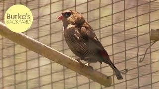 Burkes Backyard Firetail Finches Road Test [upl. by Anitahs]