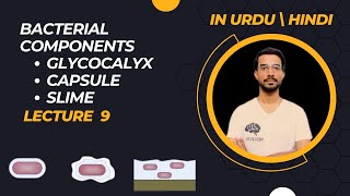 Glycocalyx  Capsule  Slime [upl. by Drofub19]