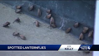 Ask Kelly Will the spotted lanternfly problem in PA ever get better [upl. by Une616]