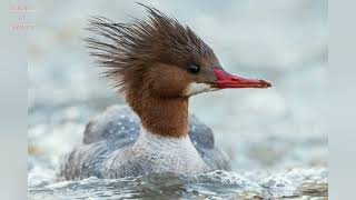 Common Merganser duck Mergus merganser beautiful Bird sound call pictures volcanoofbeauty5481 [upl. by Tobey]