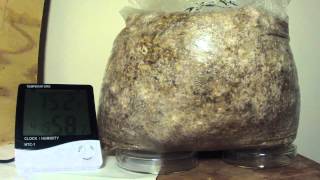 Oyster Mushroom mycelium timelapse [upl. by Lobell]