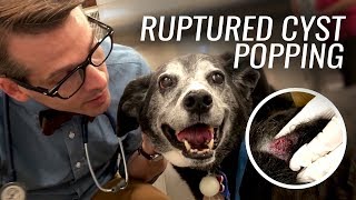 Ruptured Cyst Popping for Dog Ellie [upl. by Sunev694]