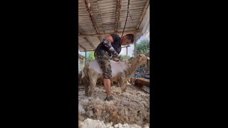 Processing Our Raw Sheep Wool into Yarn [upl. by Naras]