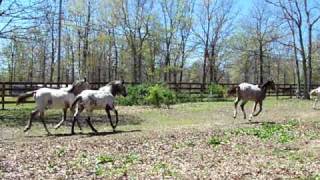 quotAppaloosa For Salequot Appaloosa babies running 2MOV [upl. by Asatan413]