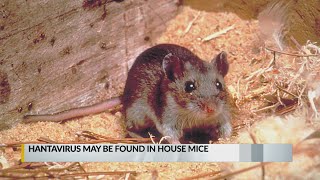 UNM research shows hantavirus may be more common than thought hope for cure [upl. by Erodasi717]