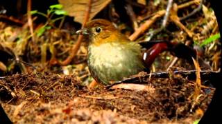 Endemic Urrao Antpitta  Grallaria urraoensis  Urrao W Andes Dusky Starfrontlet Bird Reserve [upl. by Timothee]