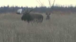 69quot Alaskan Yukon Moose Hunt [upl. by Ecnarretal800]