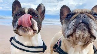 The Best French Bulldog Sounds [upl. by Analak]