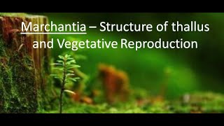 Marchantia  Structure and Vegetative Reproduction  Part 1 For BSc and MSc  By JYOTI VERMA [upl. by Analaf]