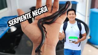 Rey Negra Mexicana  Mi primera SERPIENTE  UNBOXING SNAKE [upl. by Sutton]