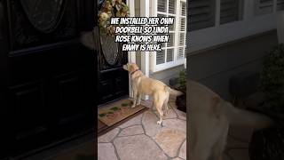 Neighbor Installs Doorbell For Her Daily Dog Visits love neighborhood dog beautiful [upl. by Sellma]