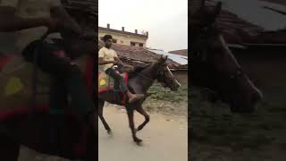 trending​ horseracing​ ghodi​ kathiyawadihorse​ horsefails​ funnyhorsefails​ funnyhorsefails [upl. by Wetzel]