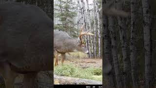 First Buck with the NEW Mathews Lift X Bigger Bucks to come hunting deerhunter deer [upl. by Ahsatel]