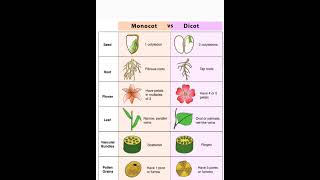 difference between monocot and dicotfruitseedleafroot [upl. by Kevan]