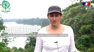 One Forest Vision Gabon  Adeline FAYOLLE  écologue et spécialiste des forêts tropicales  CIRAD [upl. by Nicolas]