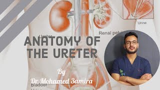 Anatomy Of The Ureter [upl. by Siahc228]