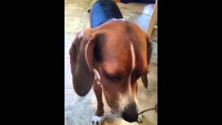 Dog eating peanut butter off a spoon [upl. by Cj526]