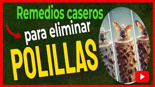 🔴 Cómo ELIMINAR las POLILLAS de la MADERA con remedios caseros [upl. by Hadleigh]