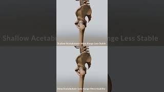 Understanding Hip Mobility Shallow vs Deep Acetabulum [upl. by Zilvia878]