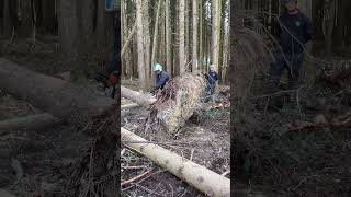 Root plate removal practice forestry chainsaw training treeworker dangerous stihl 😁👍🌲☕️🪓 [upl. by Hackett130]