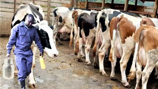 Village Dairy Producing 32 Litres per Cow using Simple Feeding No Silage [upl. by Placido]