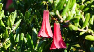 Copihue Lapageria rosea [upl. by Mosra184]