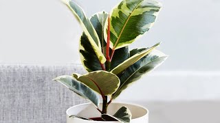 FICUS ELASTICA PROPAGATION  Air Layering [upl. by Amzu]