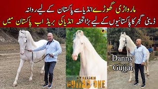 Marwari Horses in Pakistan  Danny Gujjar Imported Marwari Horse breed  White Marwari Stallion [upl. by Durston]