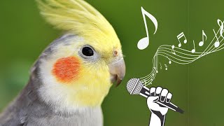 Happy cockatiel bird singing in nature 🦜🌿 💚 [upl. by Daniella]