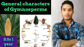 Life Cycle and general characters of Gymnosperm [upl. by Hachman]