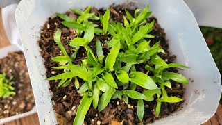 rattlesnake master plants how to germinate and grow [upl. by Eiramassenav]