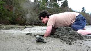 Man Digs Horse Clam with Bare Hands [upl. by Llehcor]