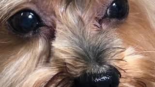 Yorkshire Terrier Dog breed  Dog Grooming [upl. by Notlad179]