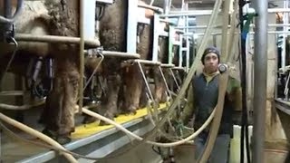 A Day Dairy Farming in Wisconsin [upl. by Apurk145]