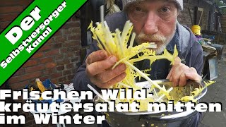 Frischen Wildsalat mitten im Winter Mit Löwenzahn gehts [upl. by Askwith]