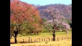 Pampa Folklore de Costa Rica [upl. by Mayda]