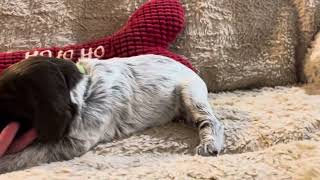 Wirehaired pointing griffon litter born 111824 [upl. by Naihtniroc173]