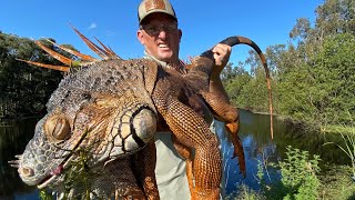 Massive IGUANA and Miracle Berry Catch Clean Cook Iguana Curry [upl. by Gnok]