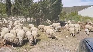 pastoreo de ovinos borregas con crias rancho los chipotes [upl. by Erait]