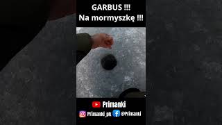 GARBUS na mormyszkę [upl. by Jammin822]