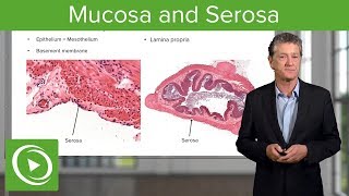 Mucosa and Serosa – Histology  Lecturio [upl. by Dikmen841]