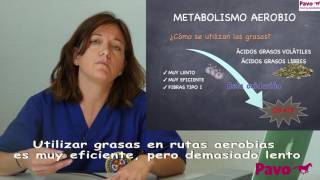 Rutas Metabólicas Metabolismo Aerobio [upl. by Aiciruam]