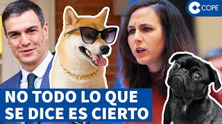 Los 5 puntos más surrealistas de la Ley de Bienestar Animal [upl. by Esoryram]