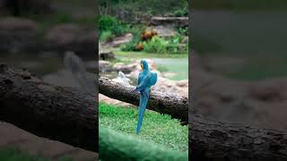 macaw birdbig birdmacow bird pricesmacow parrotmacow birs lifespan macow bird market macow baby [upl. by Leiru296]