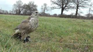 Gyr Saker Falcon 1st Flight [upl. by Bab248]